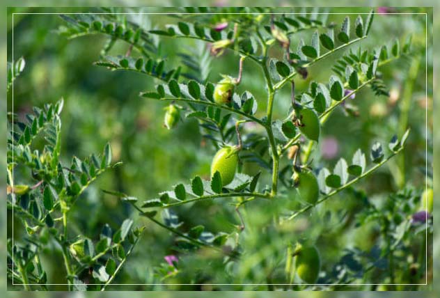 Leafy green vegetables 6