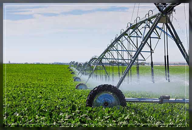 Sprinkler irrigation 4