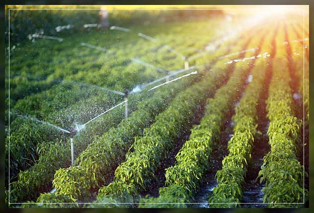 Sprinkler irrigation 5