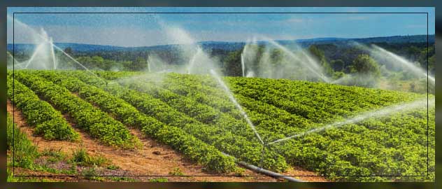 Sprinkler irrigation 6