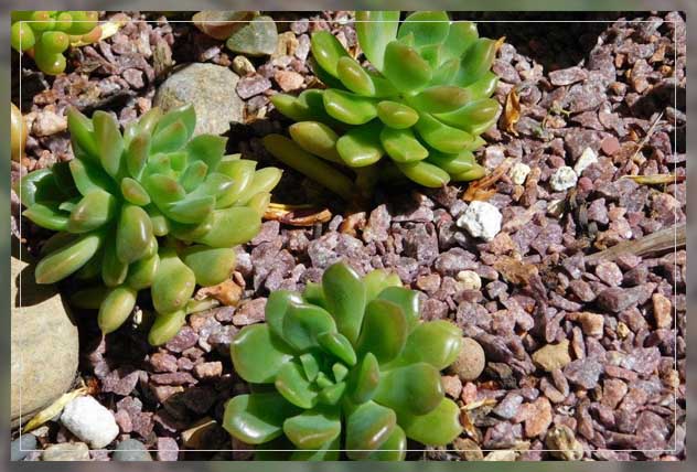 acting as a plant booster