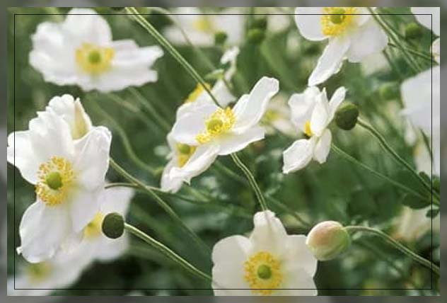 english garden, Japanese Anemone