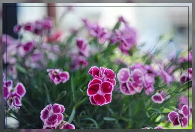 english garden, cottage pinks
