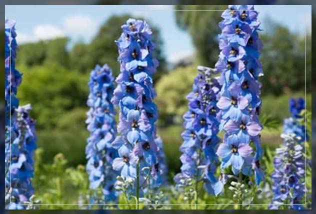 english garden, delphinium