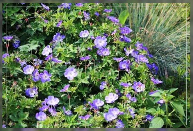 hardy geranium