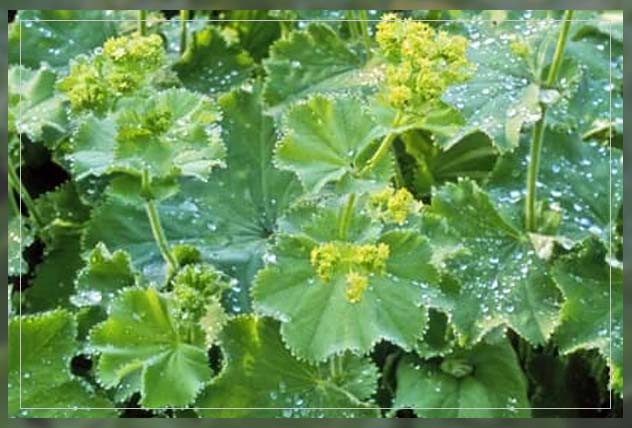 lady's mantle