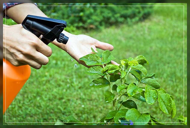 spraying organic pesticides 