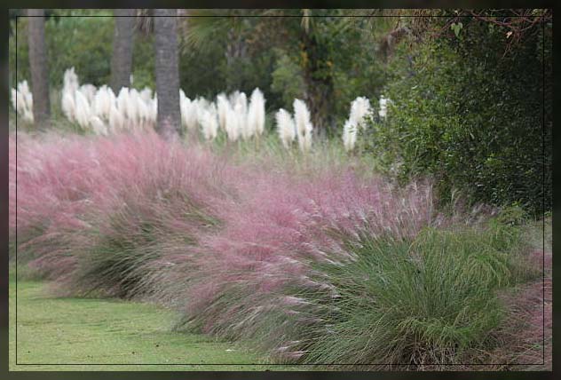 what is switch grass