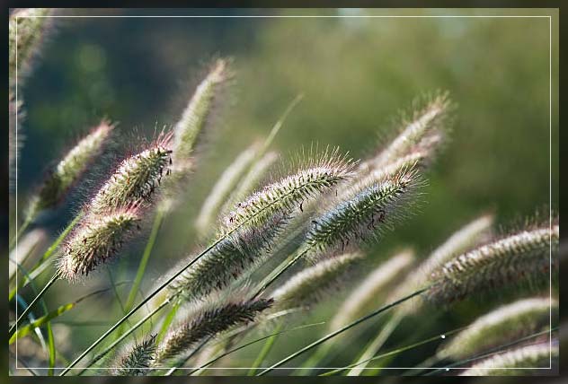 best ornamental grasses for your garden