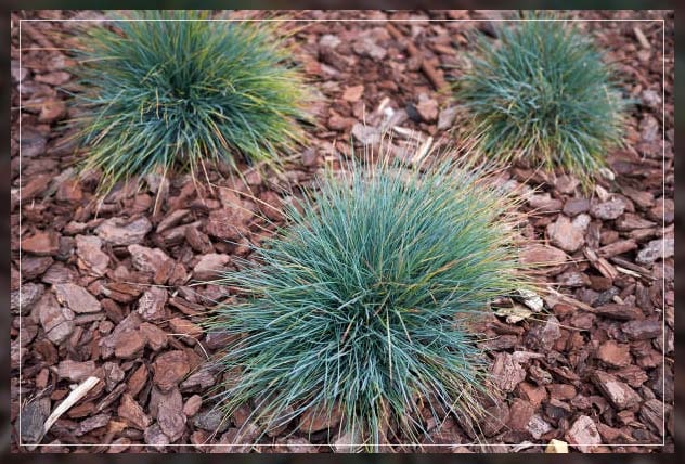 types of grasses in containers
