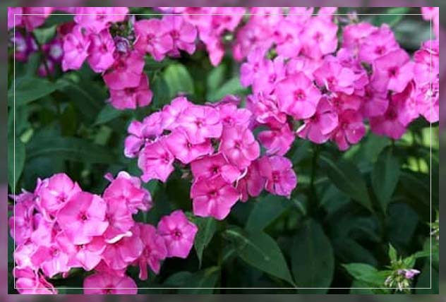 phlox