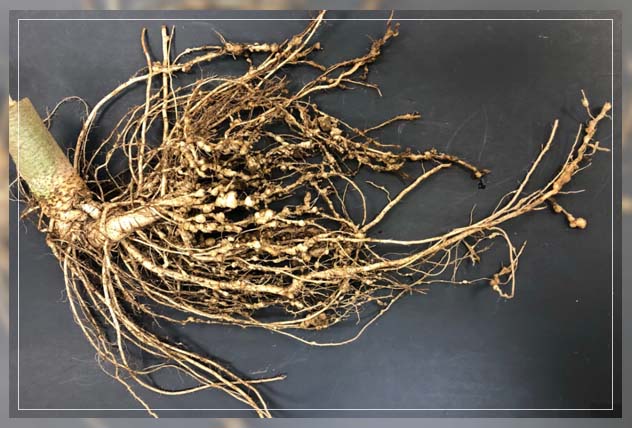 root knots in plants