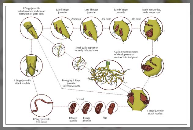 making the differentiation 