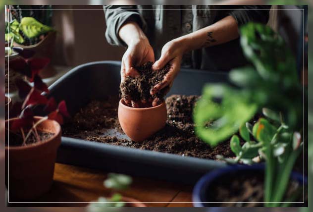 making your succulents last