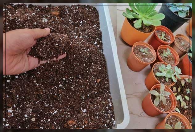 the ingredients for a potting soil mix