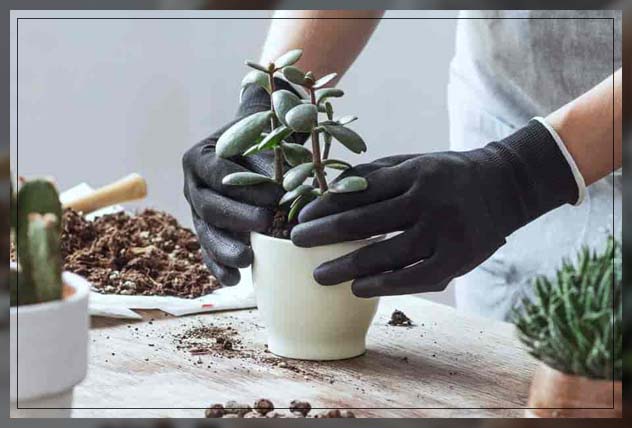 getting the best succulent soil mix