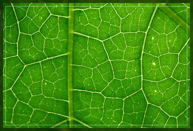Photosynthesis process 3