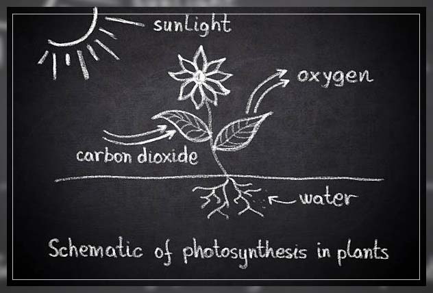 Photosynthesis process 4