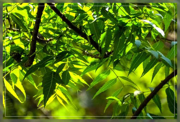 Photosynthesis process 5