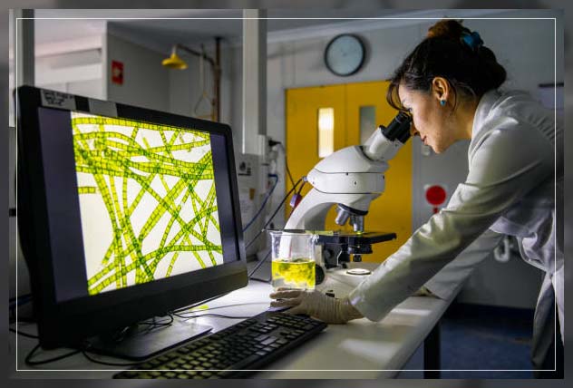 Photosynthesis process 7
