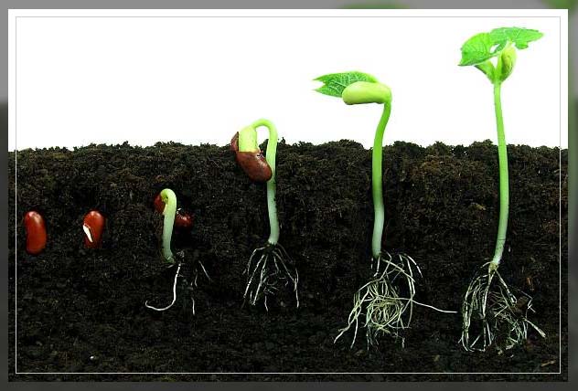 Plant seeds 3