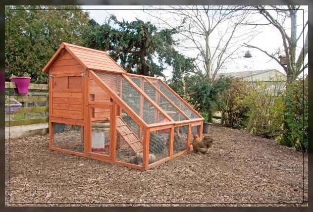 chicken coop 2