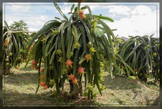dragon fruit, outdoor plantation