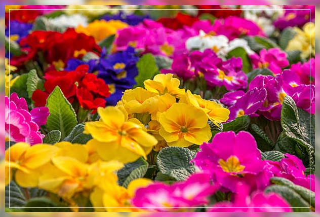 what are perennial plants