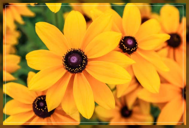 types of perennial plants