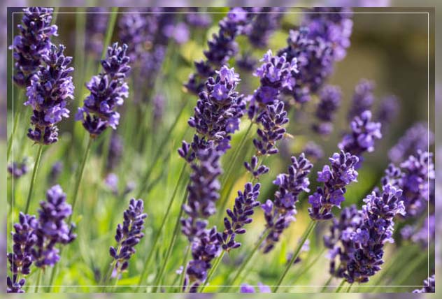 beautiful perennial plants 