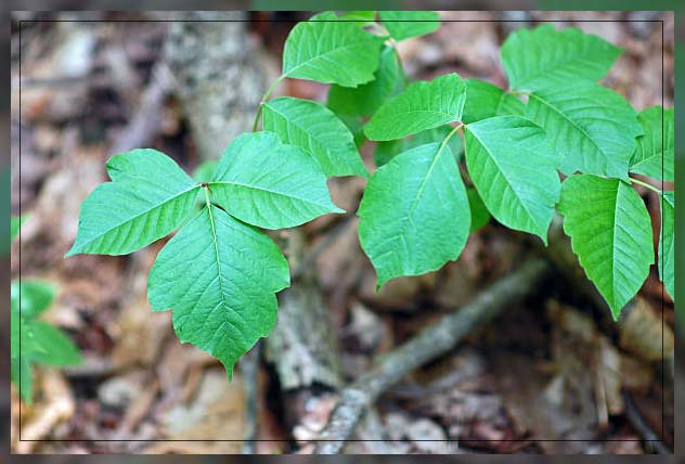 poison ivy