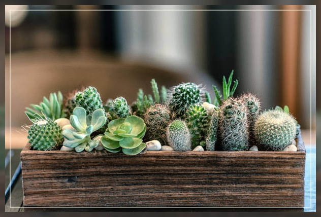 Cactus plants 1