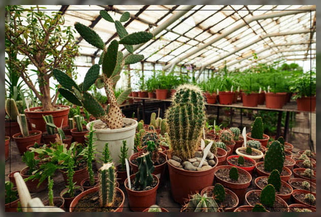 Cactus plants 6