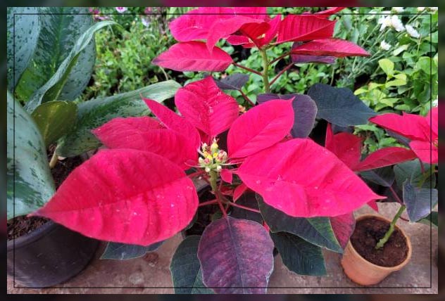 Ornamental plants 3
