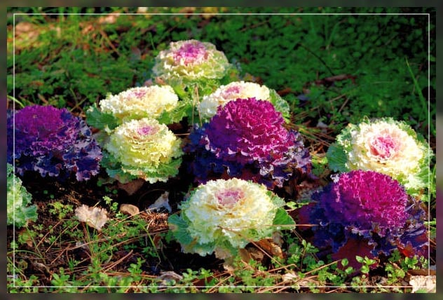 Ornamental plants 6