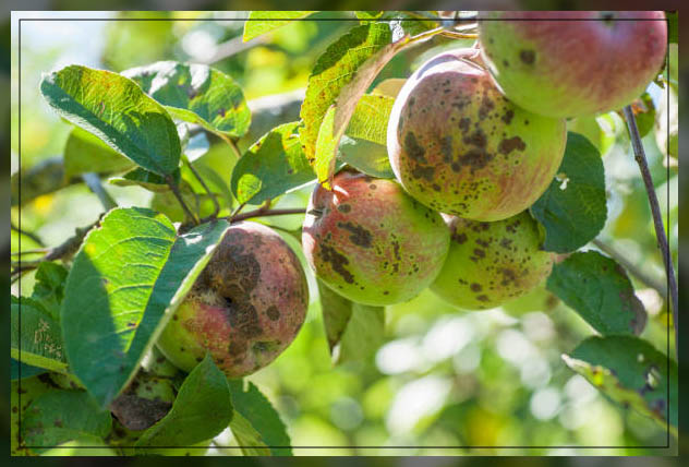 apple scab