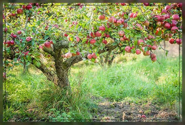 apple trees 1