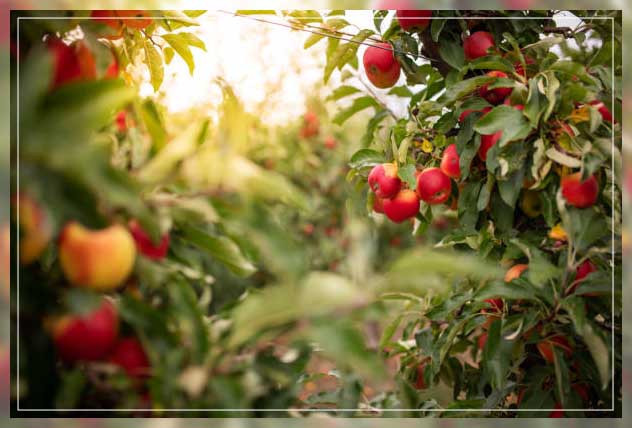 apple trees