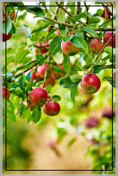 apple trees2