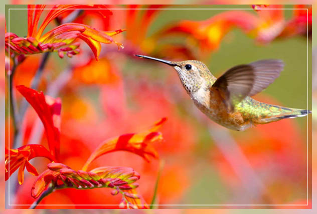 welcoming hummingbirds