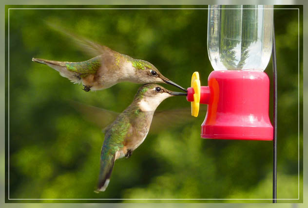 making a hummingbird garden