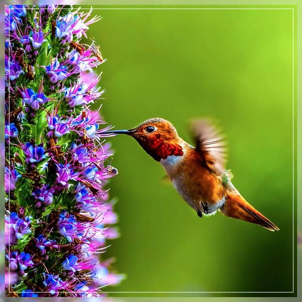 welcoming hummingbirds in your space