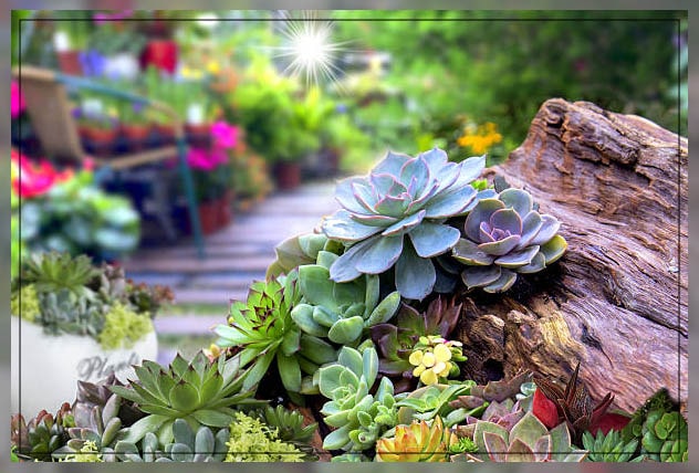 ensuring diversity in exotic gardens