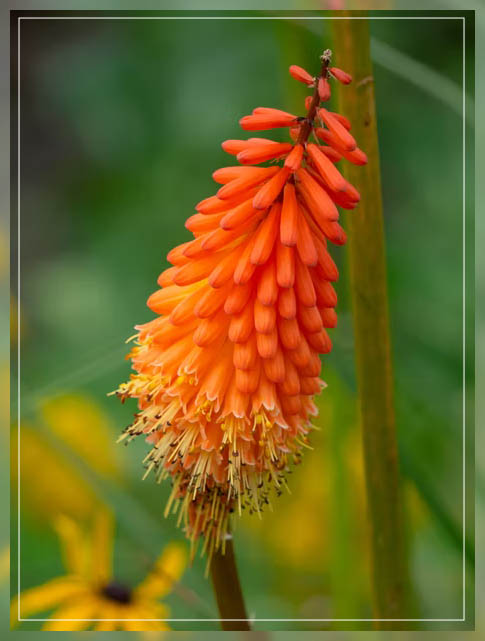 splendens