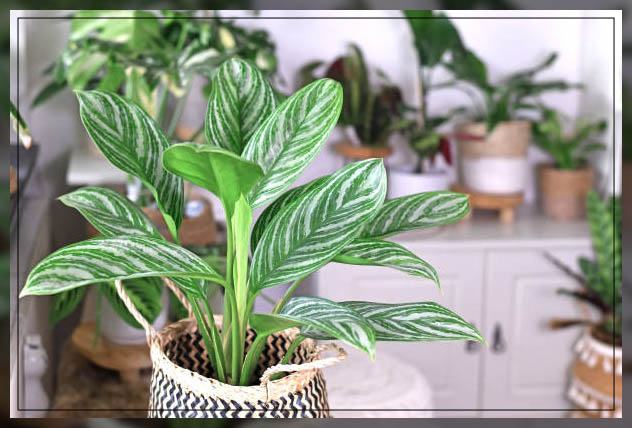 amazing exotic plants for garden