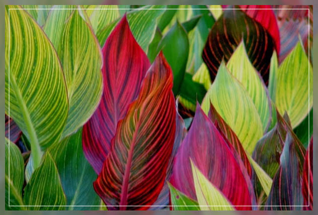 the exquisite garden