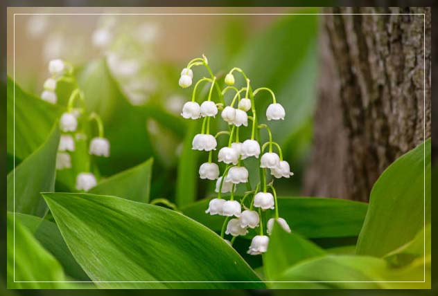 lily of the valley