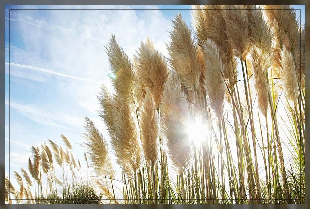 pampas grass