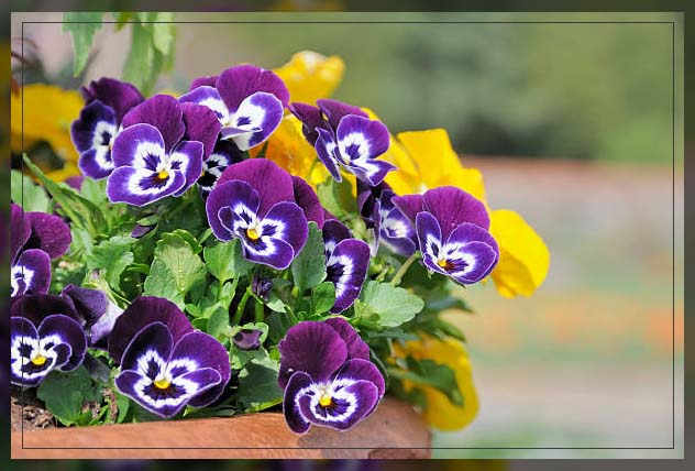 pansies and violas