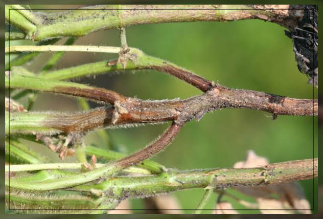 phytophthora, apple trees